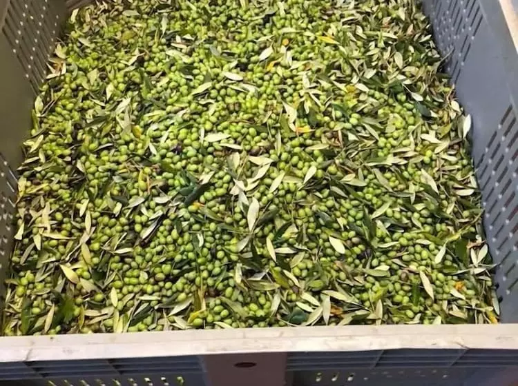 ホテル Agriturismo Il Pino