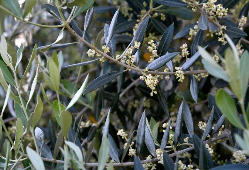 住宿加早餐 Agrifoglio