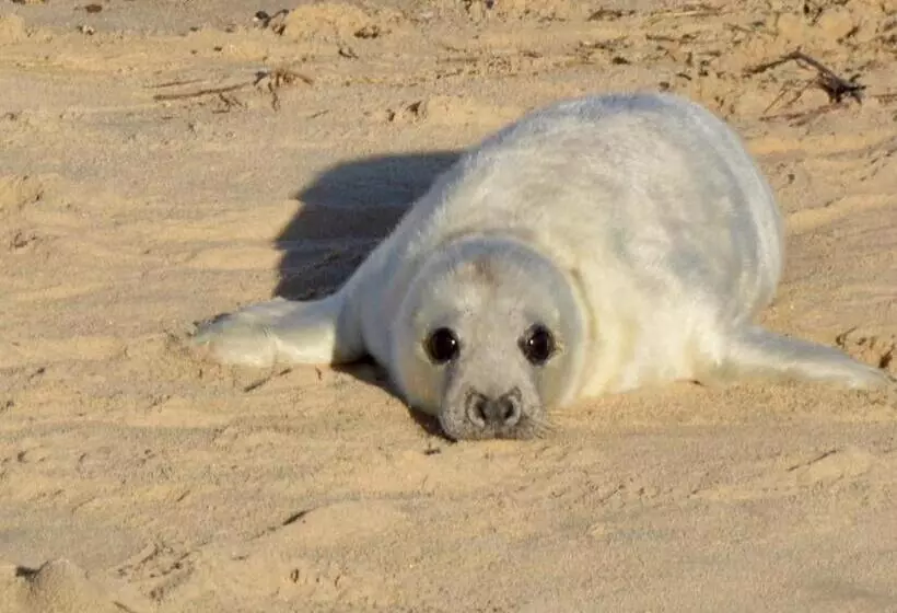 Aamiaismajoitus (B&B) Cotenham Barn