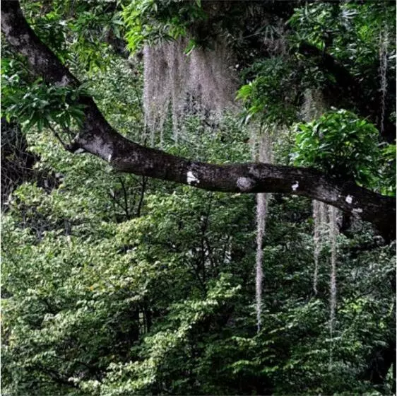 ペンション Pousada Dona Lita