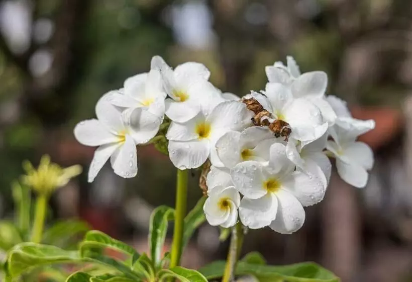 ペンション Pousada Dona Lita