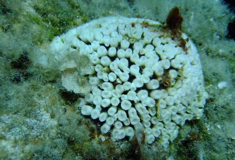 Cape Kanapitsa Hotel & Suites