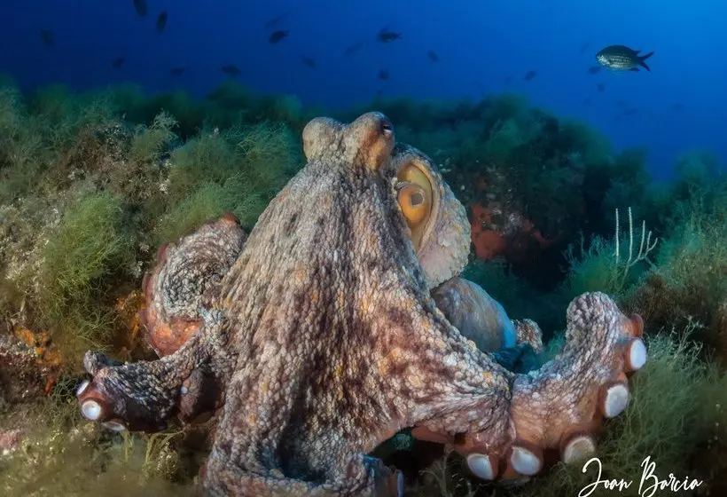 Ciudad De Vacaciones Cala Montjoi