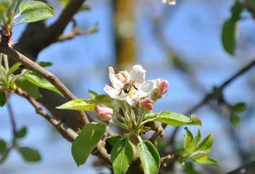 Aamiaismajoitus (B&B) Chambre D'hôtes La Maisonnette