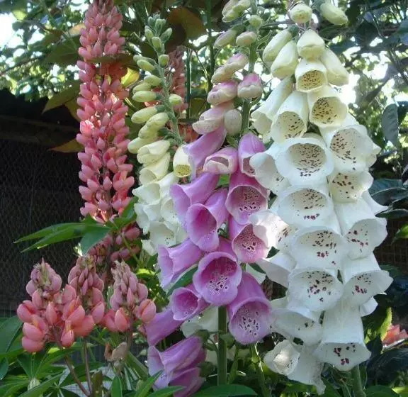 Aamiaismajoitus (B&B) Chambres D'hôtes Le Forgeron