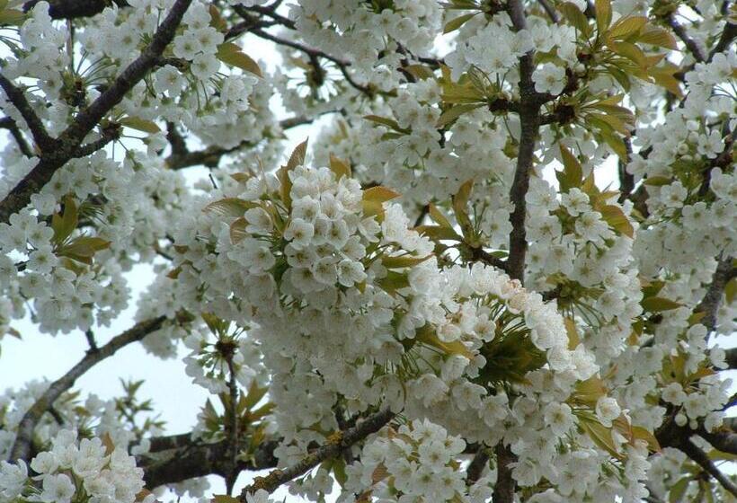 ベッドアンドブレックファースト Chambres D'hôtes Le Forgeron