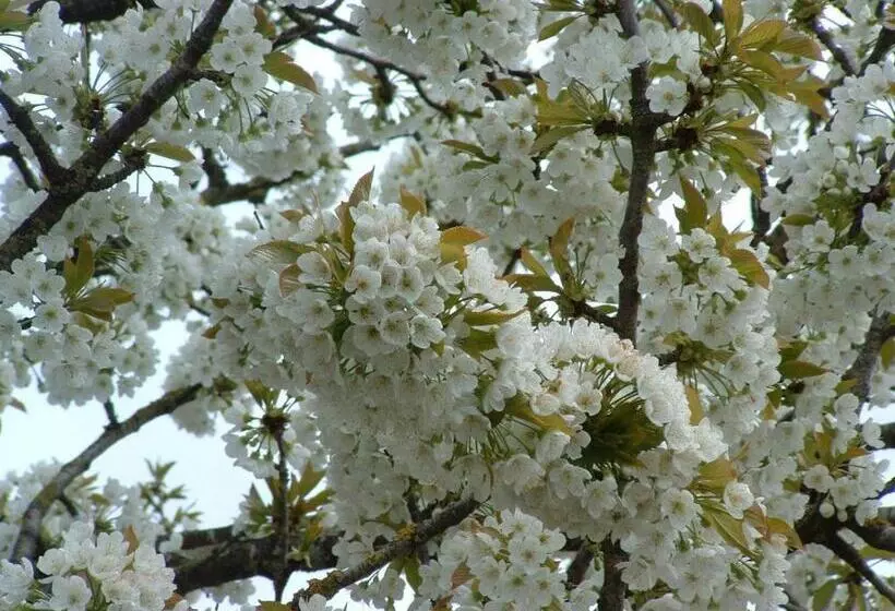 Aamiaismajoitus (B&B) Chambres D'hôtes Le Forgeron