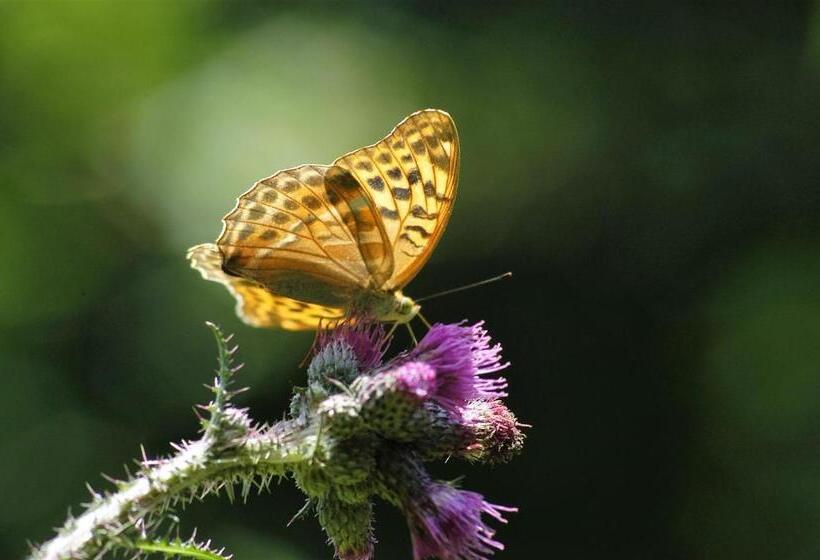 酒店 Albergo Alpino Da Tullio