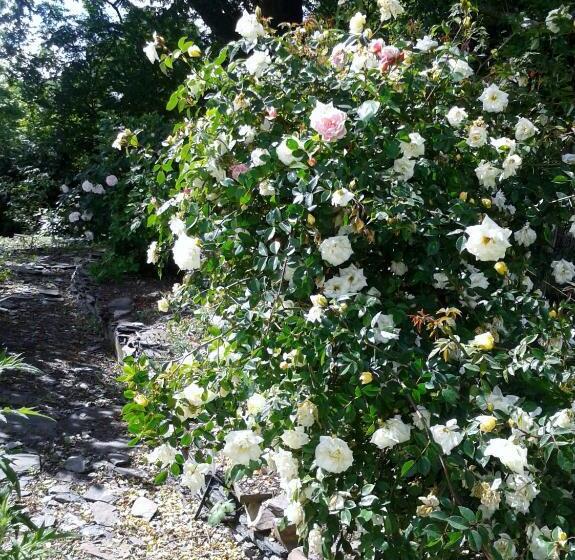 Tracebridge Cottage B&b