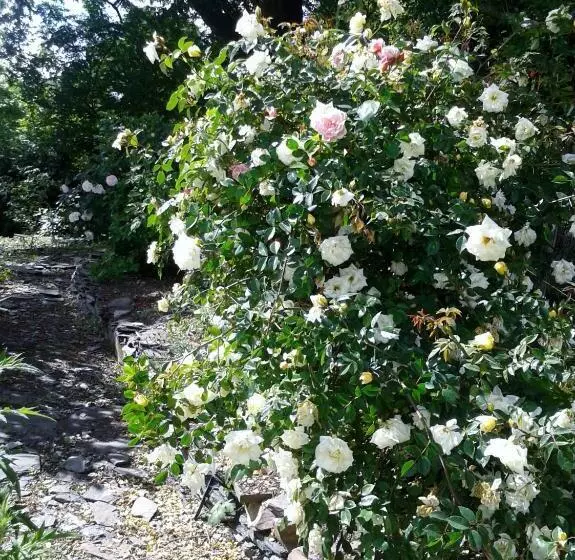 Tracebridge Cottage B&b