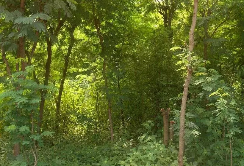 Aamiaismajoitus (B&B) The Local Menjangan