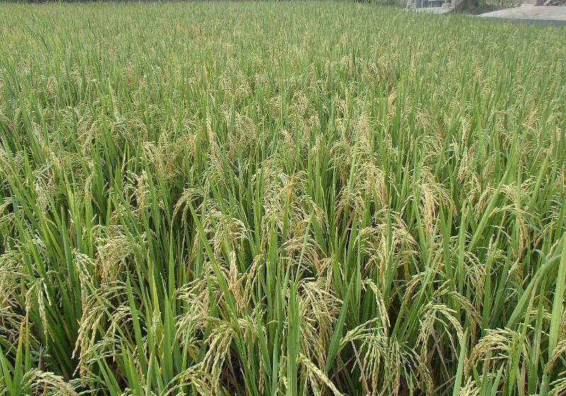 Askara Guest House   Hostel