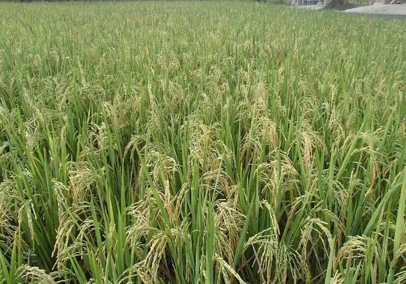 Askara Guest House   Hostel