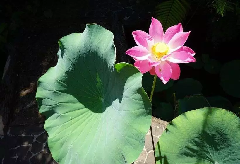 ベッドアンドブレックファースト Gunung Paradis Retreat