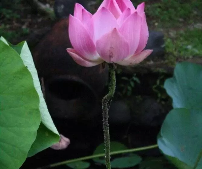 ベッドアンドブレックファースト Gunung Paradis Retreat