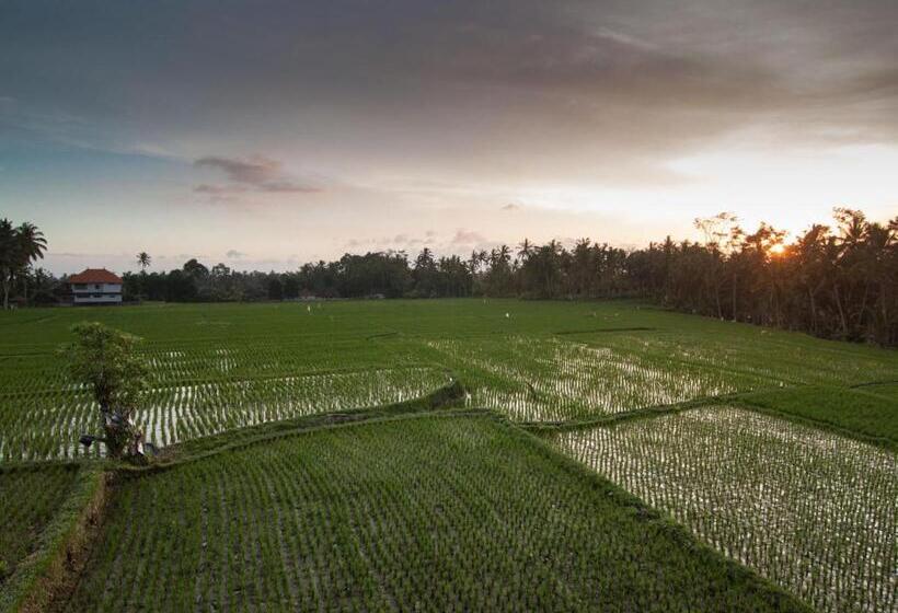 Bed and Breakfast Semanggi Cottage