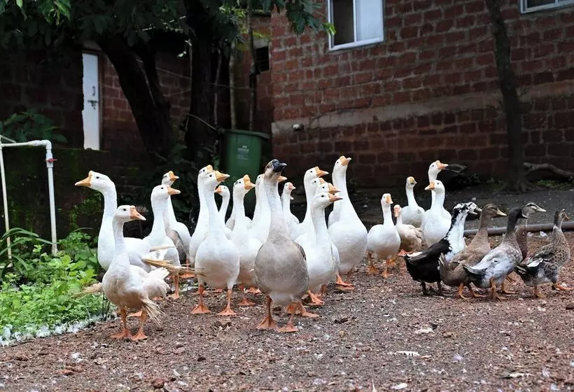 Hotelli Forest Hills At Tala