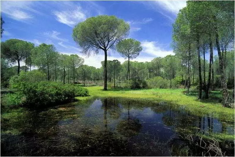 Отель Cortijo De Los Mimbrales