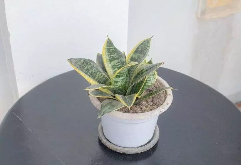 ホテル Vitasolo Hometel & Suite