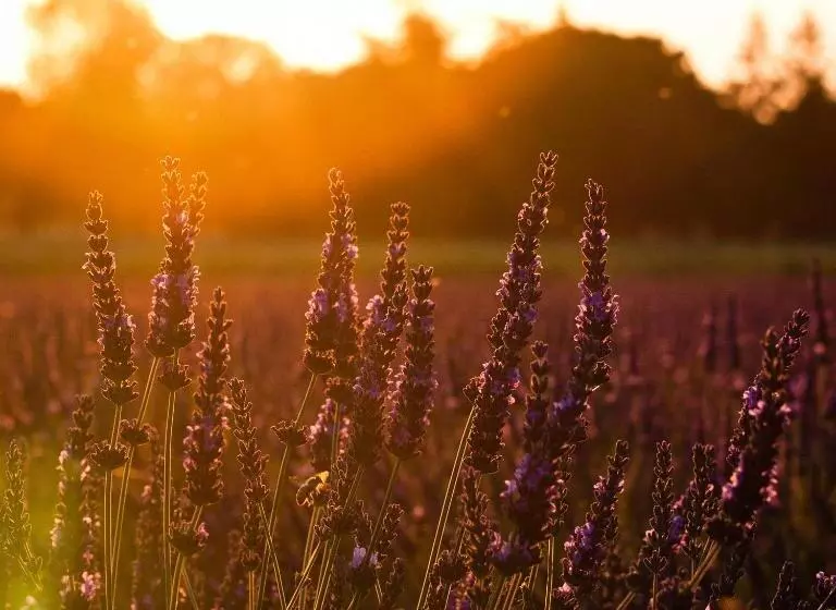 בית מלון כפרי Auberge de l'Escargot d'Or