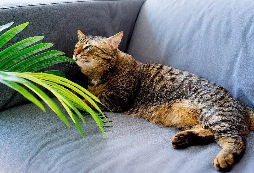 Apartamentos Cims Pas 3000