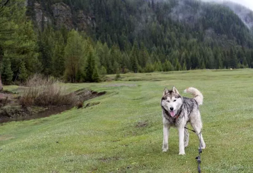 Hotelli Campsite Altair