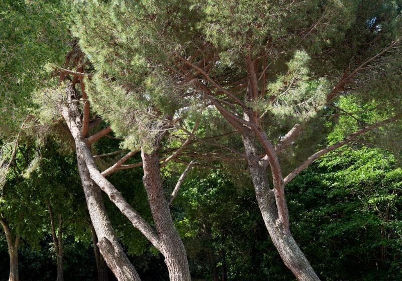 酒店 Hôtel Restaurant Le Colombier