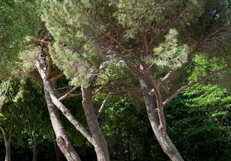 Отель Hôtel Restaurant Le Colombier