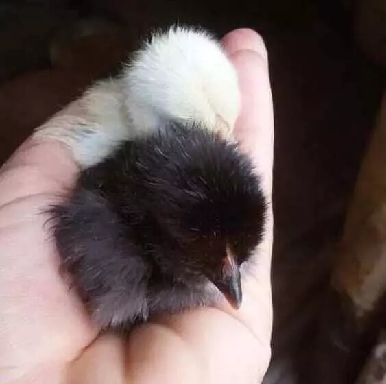 Aamiaismajoitus (B&B) L Arcadia