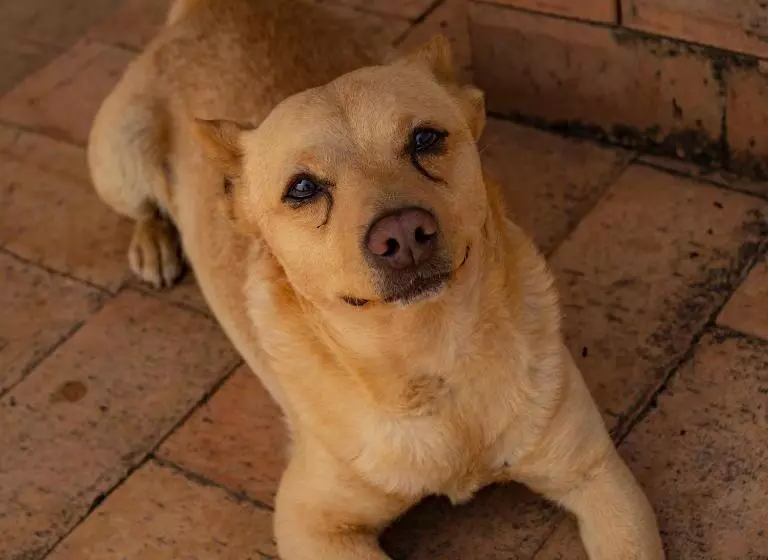 Aamiaismajoitus (B&B) L Arcadia