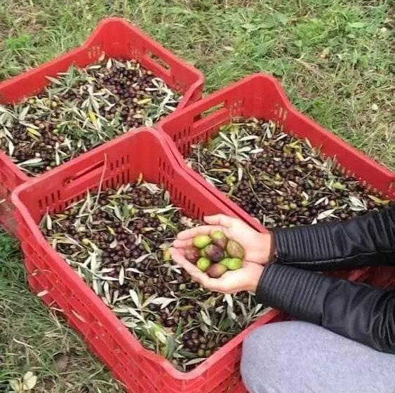 Maaseutuhotelli Le Casette