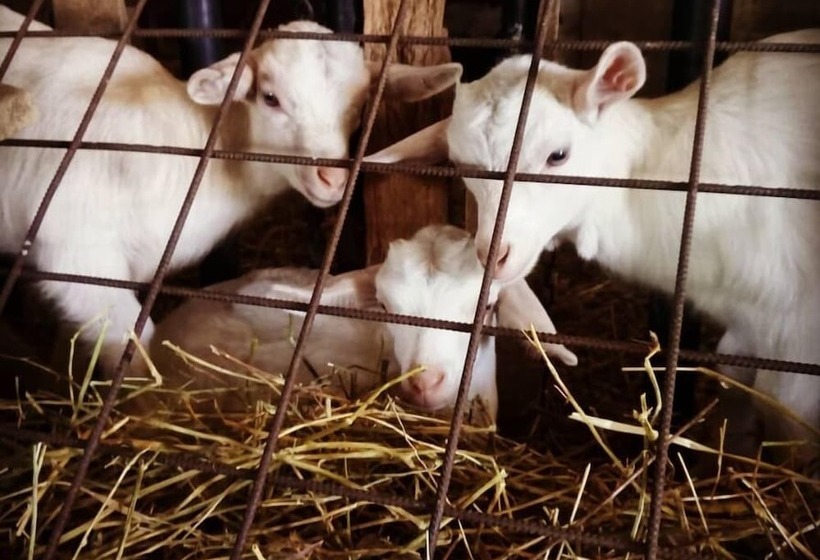 乡村酒店  Agriturismo Travaglini