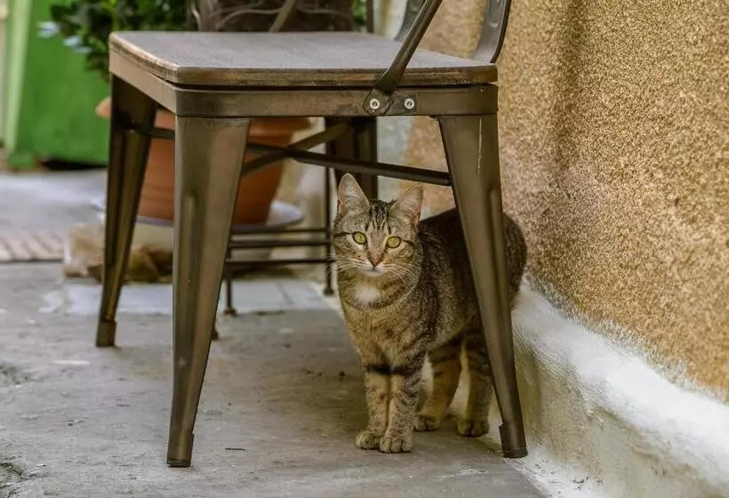 Aamiaismajoitus (B&B) Giaminera Rooms & Art Studio