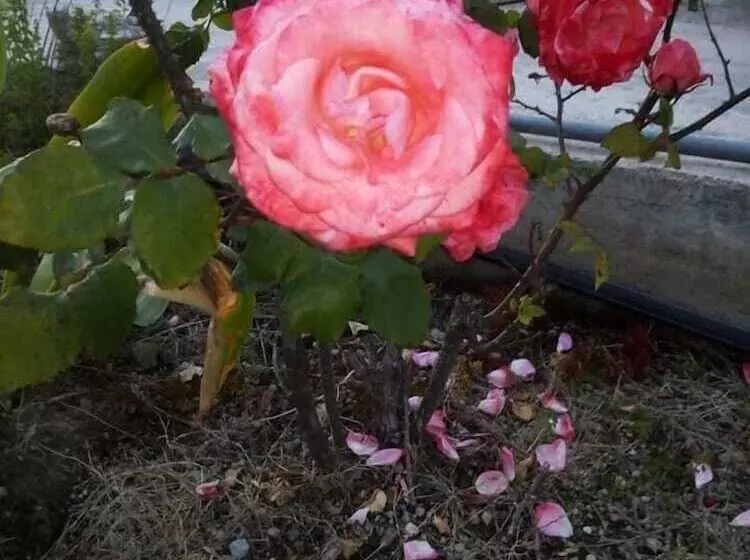 ベッドアンドブレックファースト La Maison Di Sara