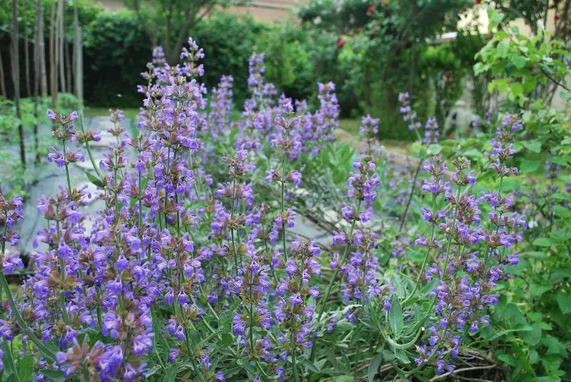 Aamiaismajoitus (B&B) La Curandera