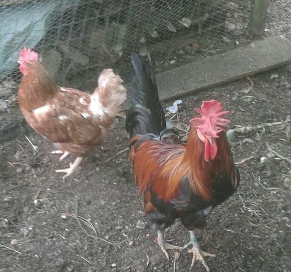 בית מלון כפרי Agriturismo Gesseta