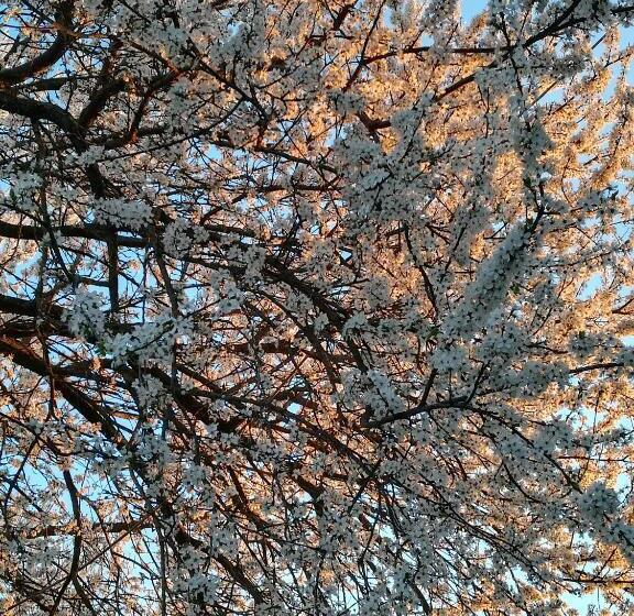 فندق ريفى Agriturismo Loghino Sabbioni