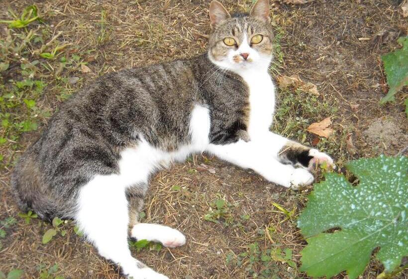 فندق ريفى Agriturismo Loghino Sabbioni