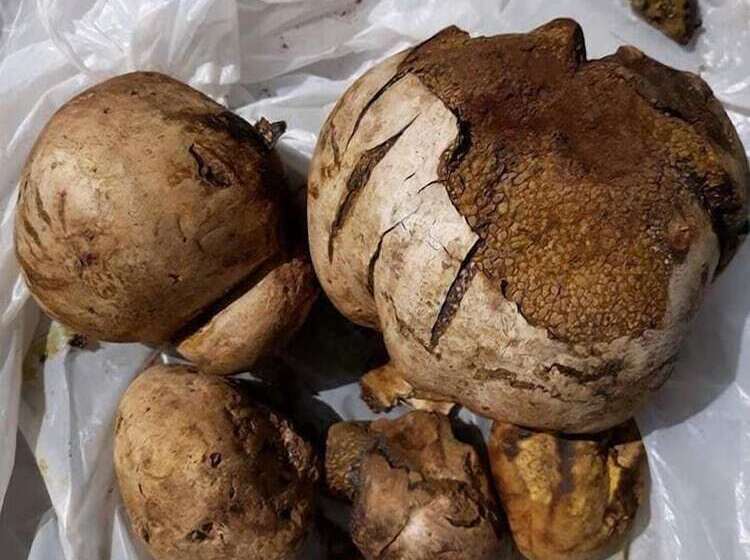 مبيت وإفطار La Meta Eccelsa