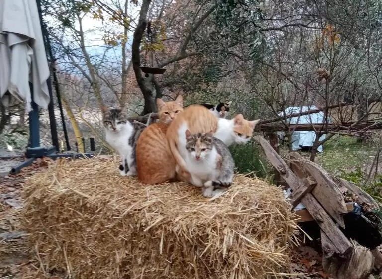 تختخواب و صبحانه Fattoria La Tana Della Volpe
