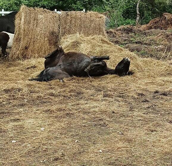 צימר Fattoria La Tana Della Volpe