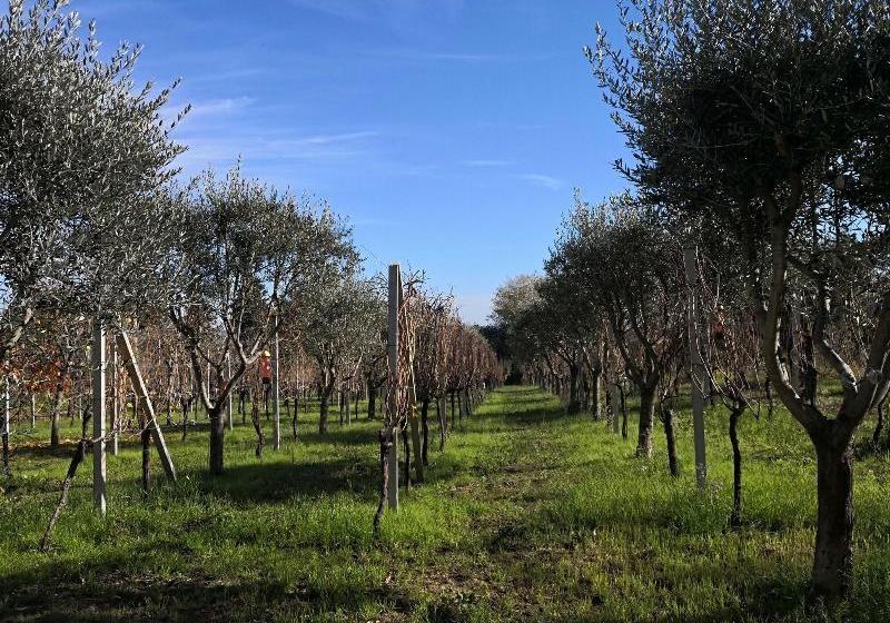 住宿加早餐  Marimà
