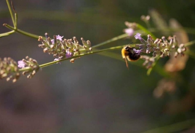 בית מלון כפרי Agriturismo Collina Dei Fagiani