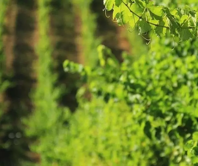 田舎風ホテル Agriturismo Il Bardellino