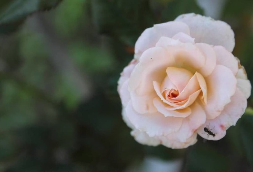 פנסיון B&b Morning Glory