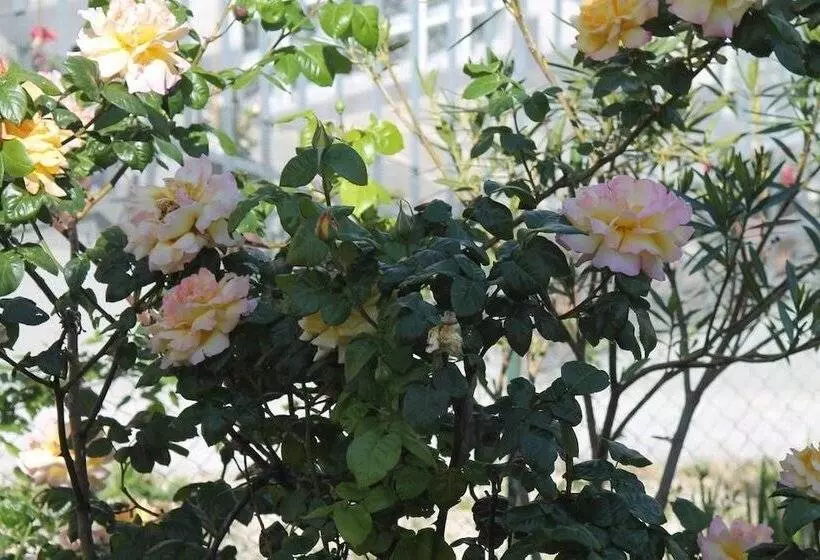 ペンション B&b Morning Glory