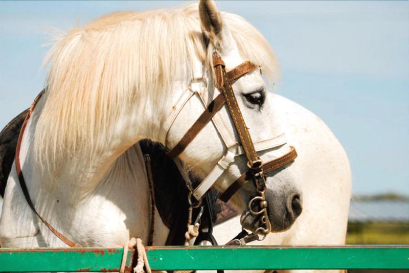Agriturismo Fattoria Del Cavaliere