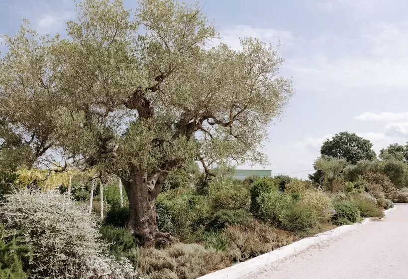 Aamiaismajoitus (B&B) Tenuta Del Lauro