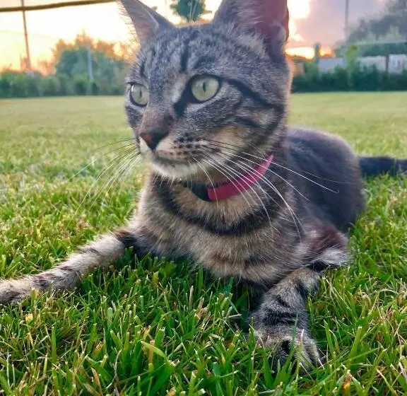 Aamiaismajoitus (B&B) La Luna Nel Parco