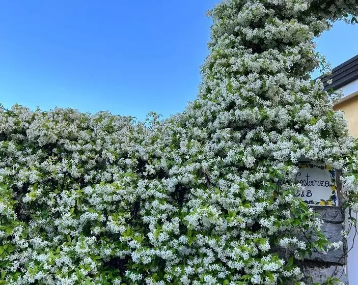 Villa Costanza Sorrento B&b